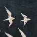 Midnight Wing Canvas Painting
